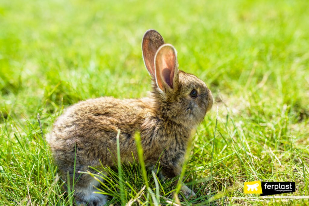 Choose the best rabbit breed for you