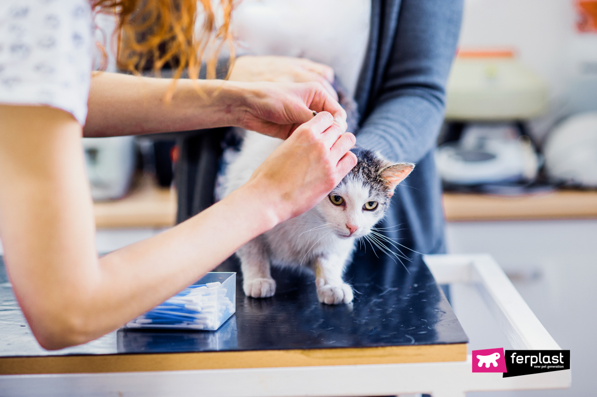 In warm towel after washing. Scottish fold cat is in the grooming salon with female veterinarian.