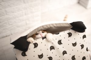 CATS’ FAVOURITE HIDING SPOTS AT HOME