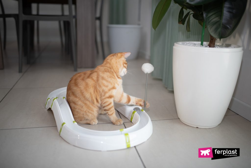 IS YOUR CAT HYPERACTIVE? HERE'S HOW TO EDUCATE HIM