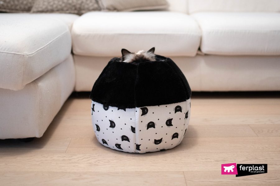View of CATS’ FAVOURITE HIDING SPOTS AT HOME