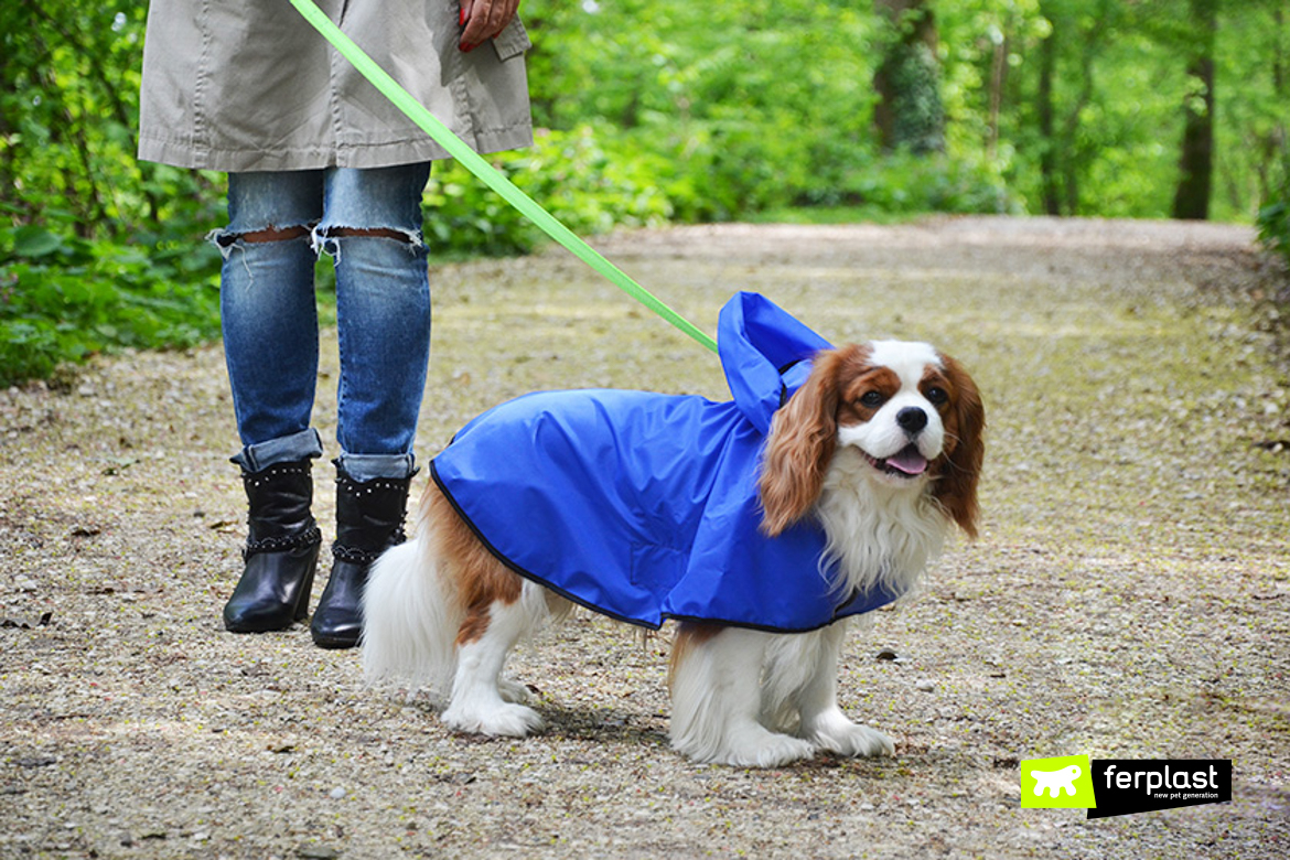 impermabile-cane-con-cappuccio