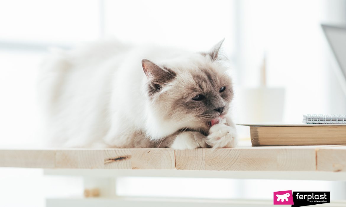 Lovely cat lying on the desktop and licking its paws, pets at home concept