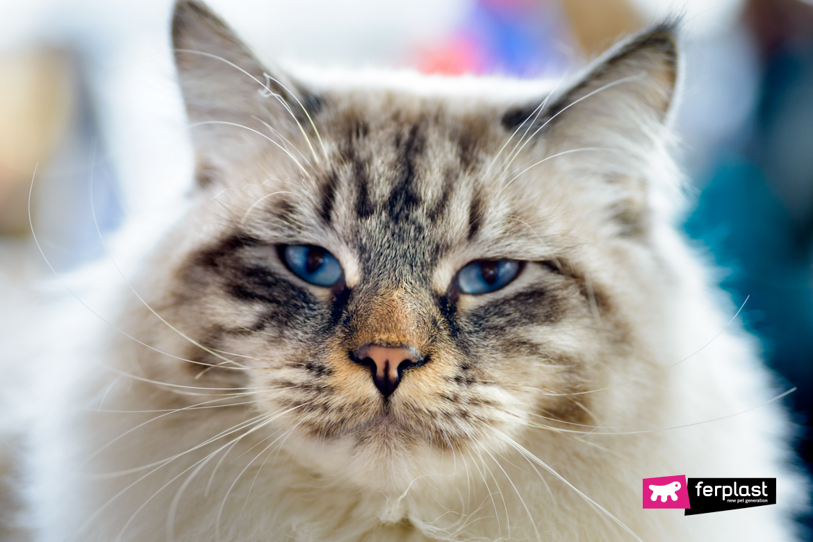 Animals: close-up portrait of blue-eyed Ragamuffin cat, looking at camera, blurred background