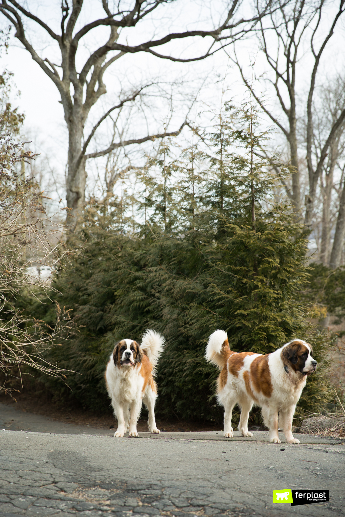 saint-bernard-dogs-off-leash-in-the-street