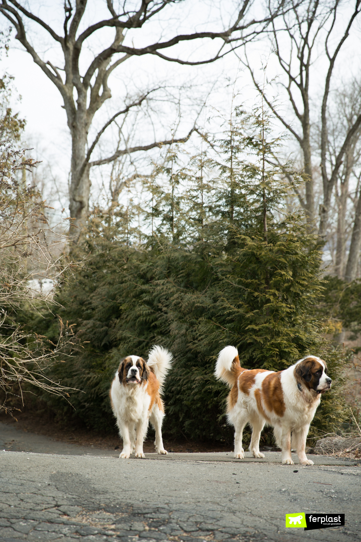 Saint Bernard Dog Breed Information & Characteristics