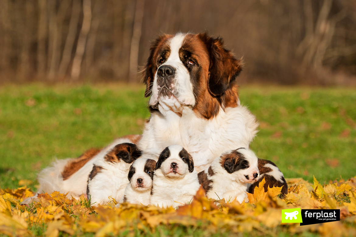 Saint bernard dog with puppies in autumn