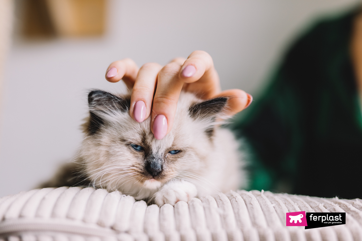 Young Ragdoll cat stroked by woman's hand at home. Friendship and love