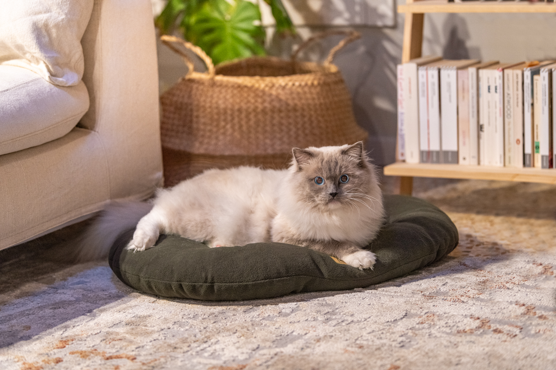 Gatto bianco seduto su cuscino ferplast in salotto