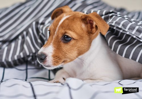 Jack Russell terrier dog cold under blanket in bed