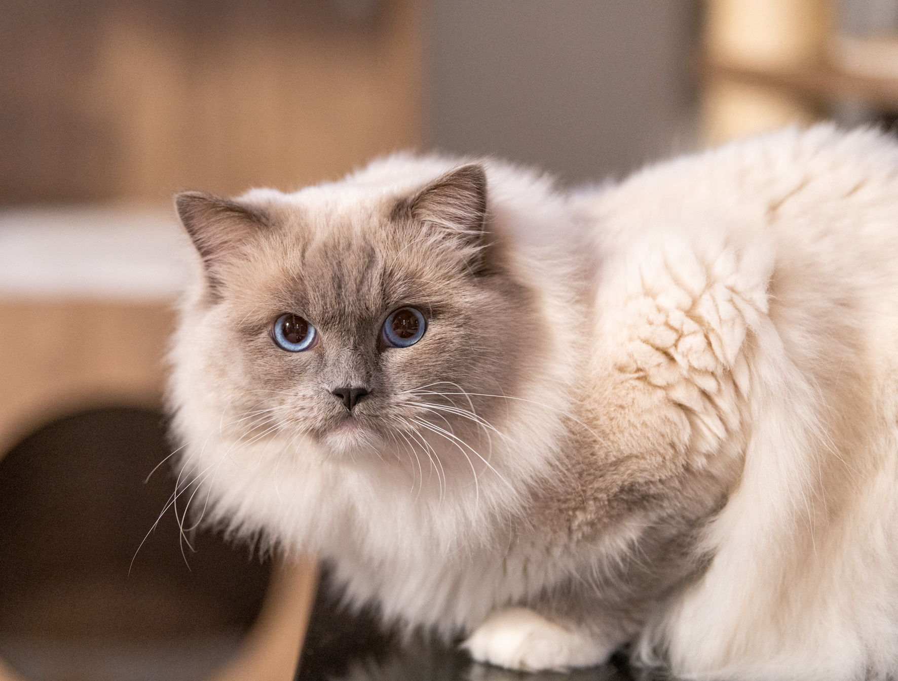 gatto Ragdoll seduto sul tavolo