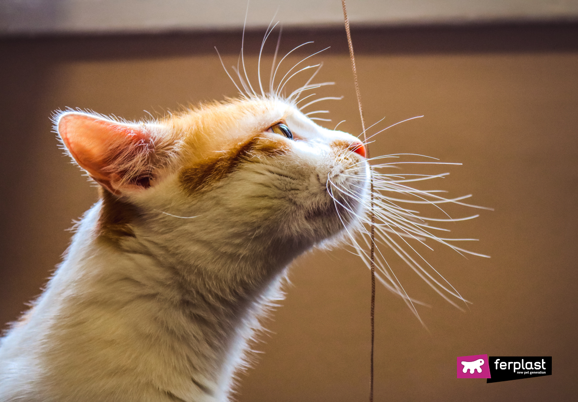 a-portrait-of-a-ginger-white-cat-with-long-whisker-2022-02-24-06-36-20-utc