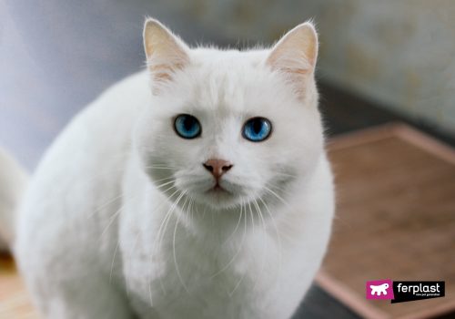 gatto bianco autunno occhi azzurri