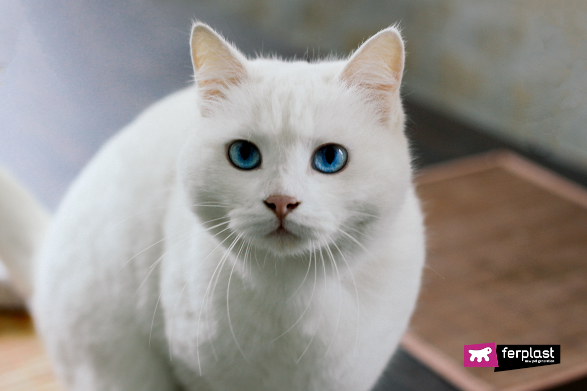 gatto bianco autunno occhi azzurri