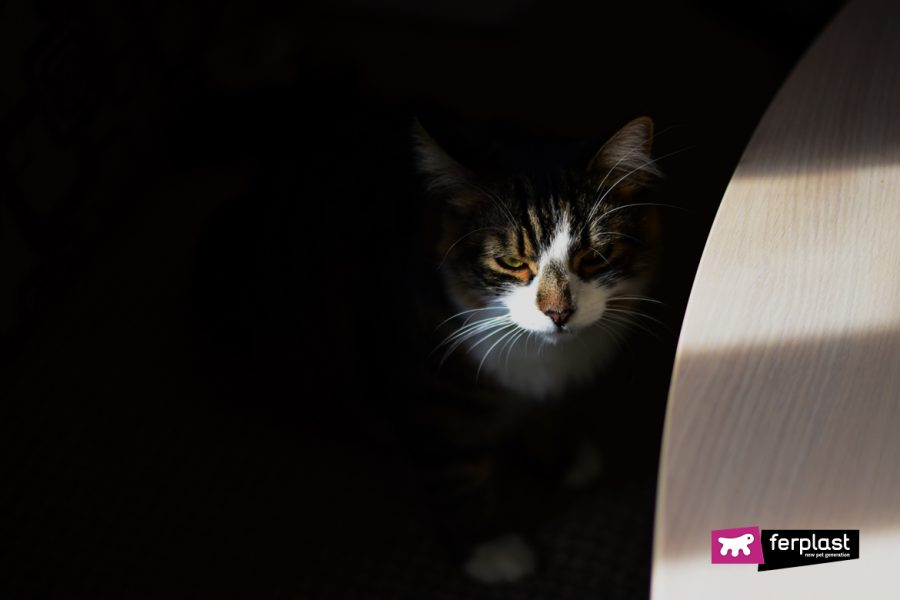 HOW CATS FIND THEIR WAY HOME
