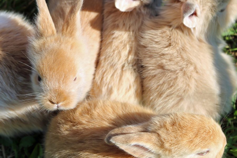 Conigli che dormono nel prato