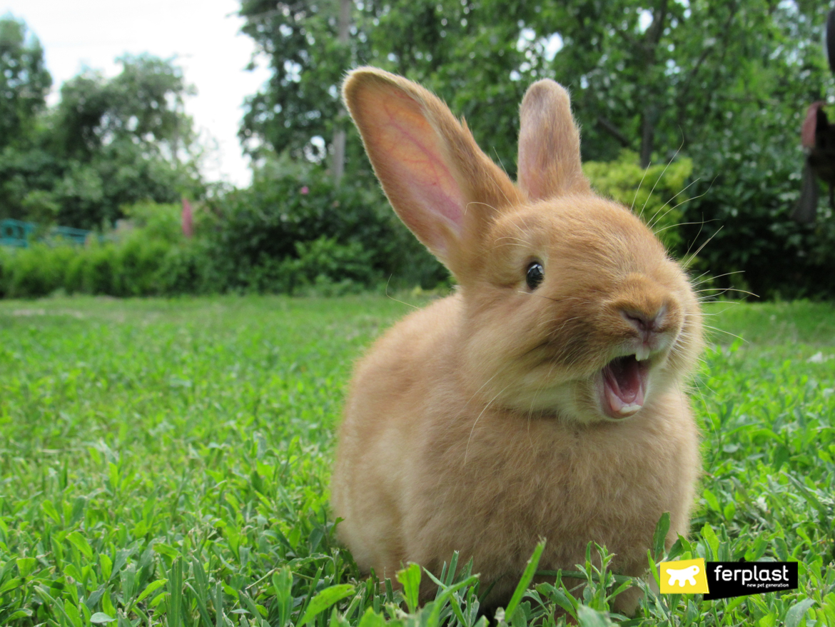 Coniglio rosso con la bocc aperta nell'erba che mostra i denti