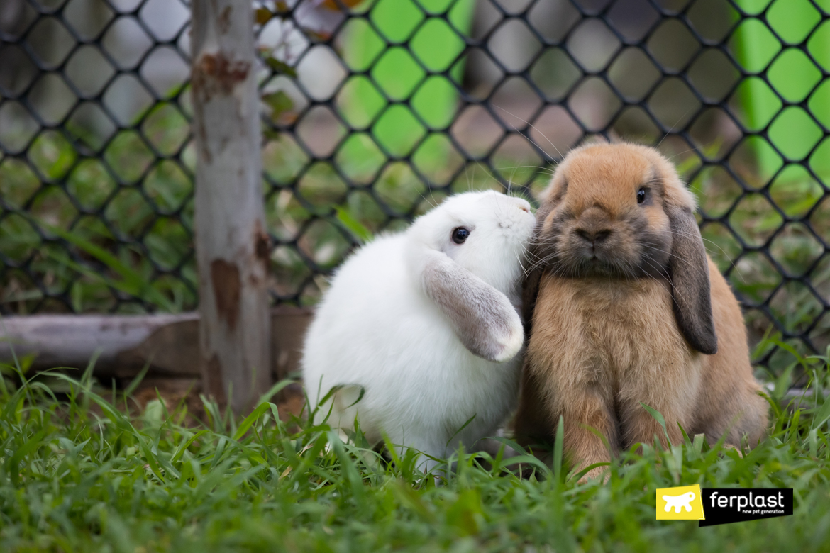 Due dolci conigli che si danno un bacio e giocano nell'erba