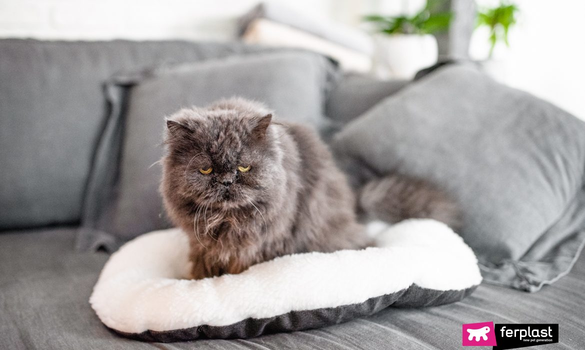 gatto persiano seduto cuscino Ferplast