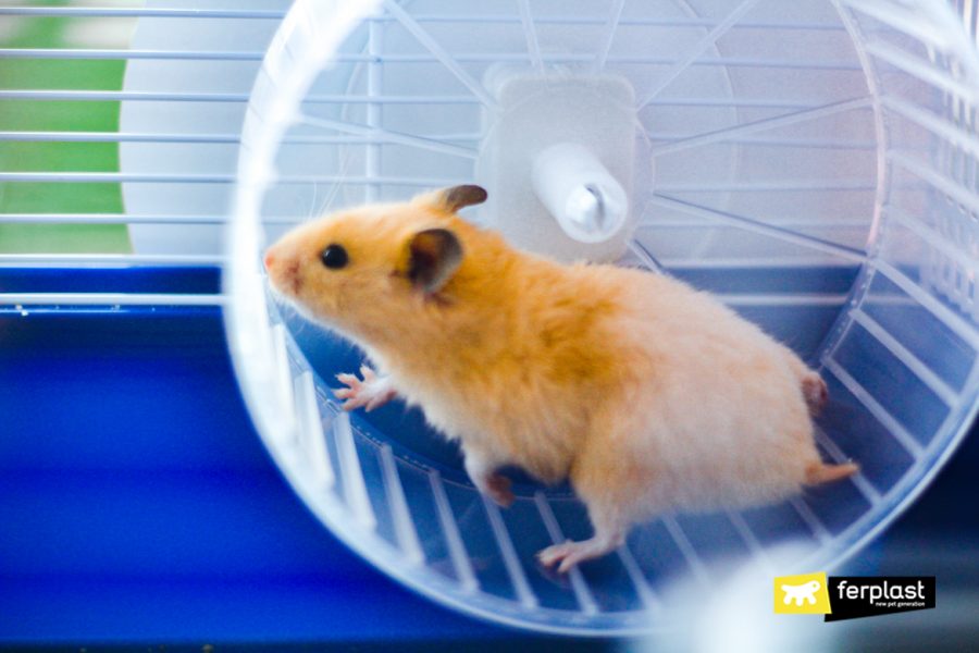 MY HAMSTER DOESN'T USE THE WHEEL WHAT TO DO?