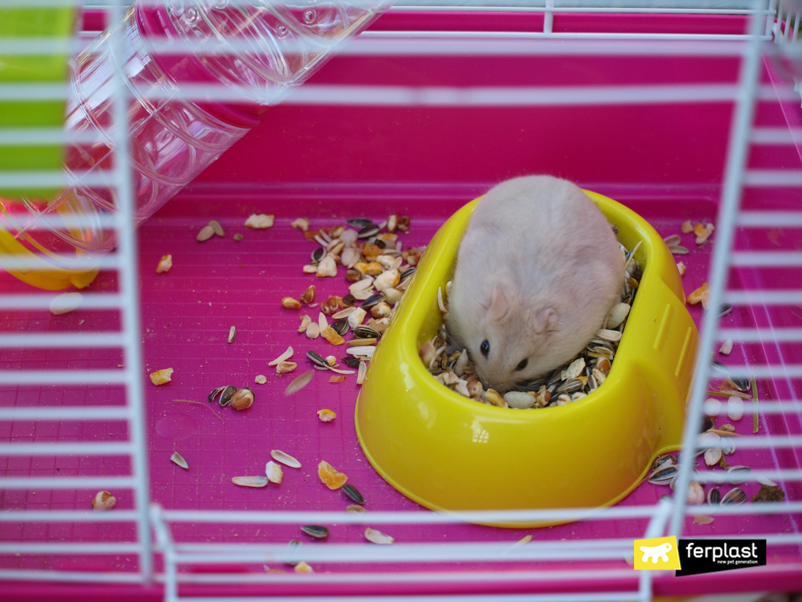 criceto mangia nella gabbia rosa Ferplast