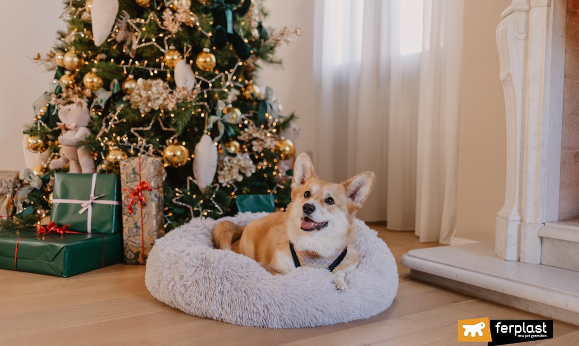 cane corgy su cuccia cuddly Natale Ferplast