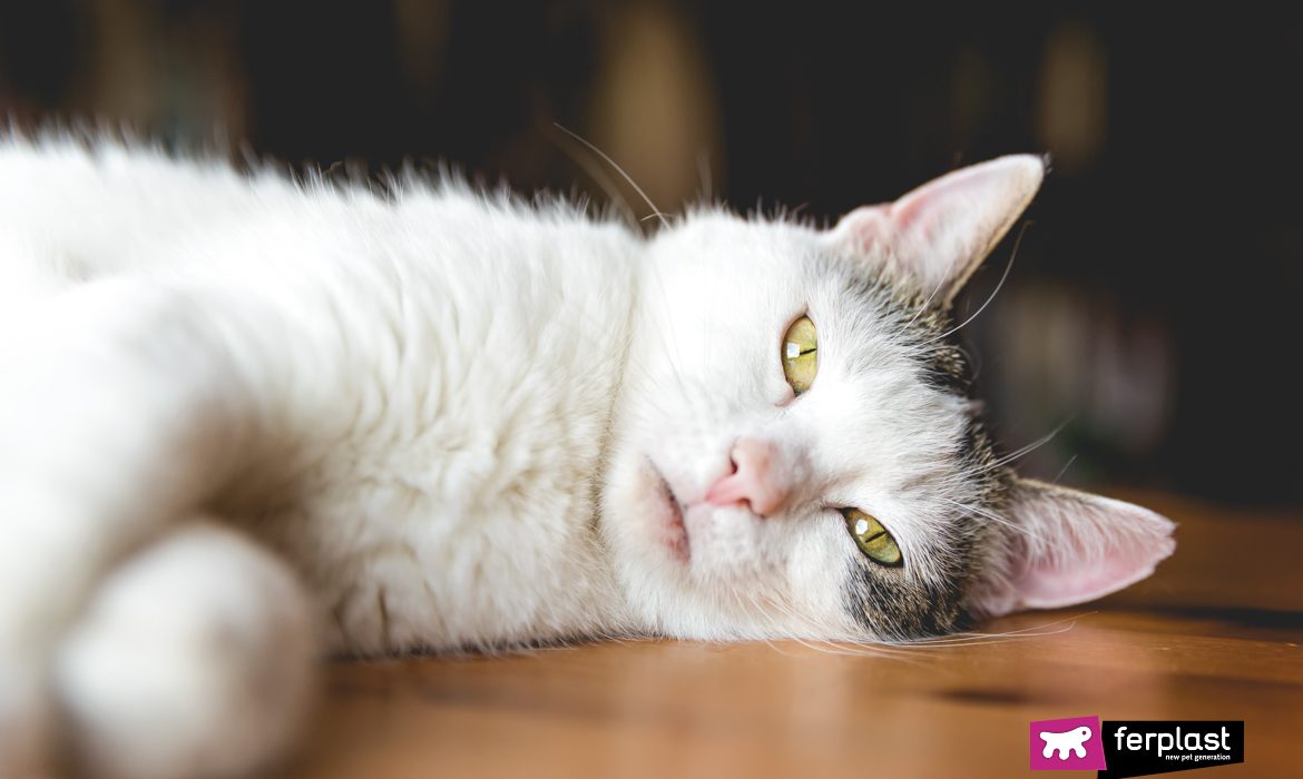 gatto bianco disteso diabete Ferplast