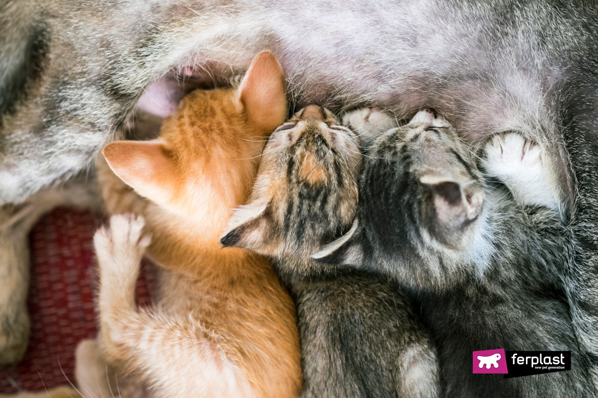 tre gattini su cuscino ferplast