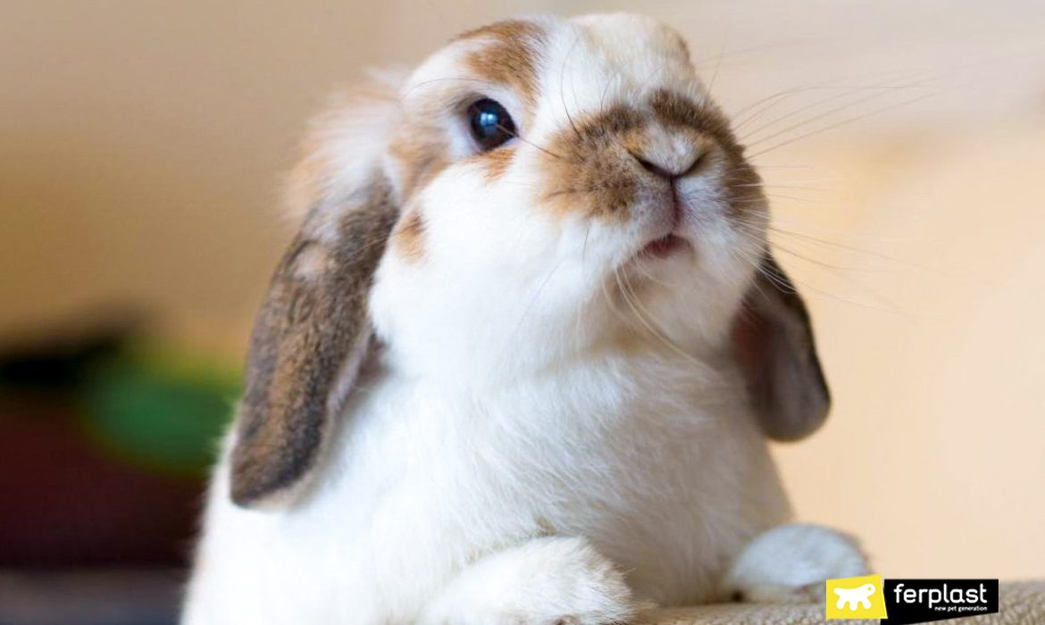 coniglio ferplast bianco e marrone anno del coniglio