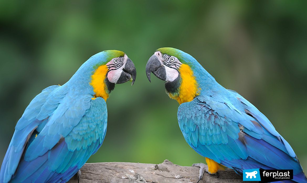 Ferplast pappagalli parlano tra loro