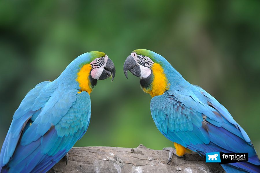 Ferplast pappagalli parlano tra loro