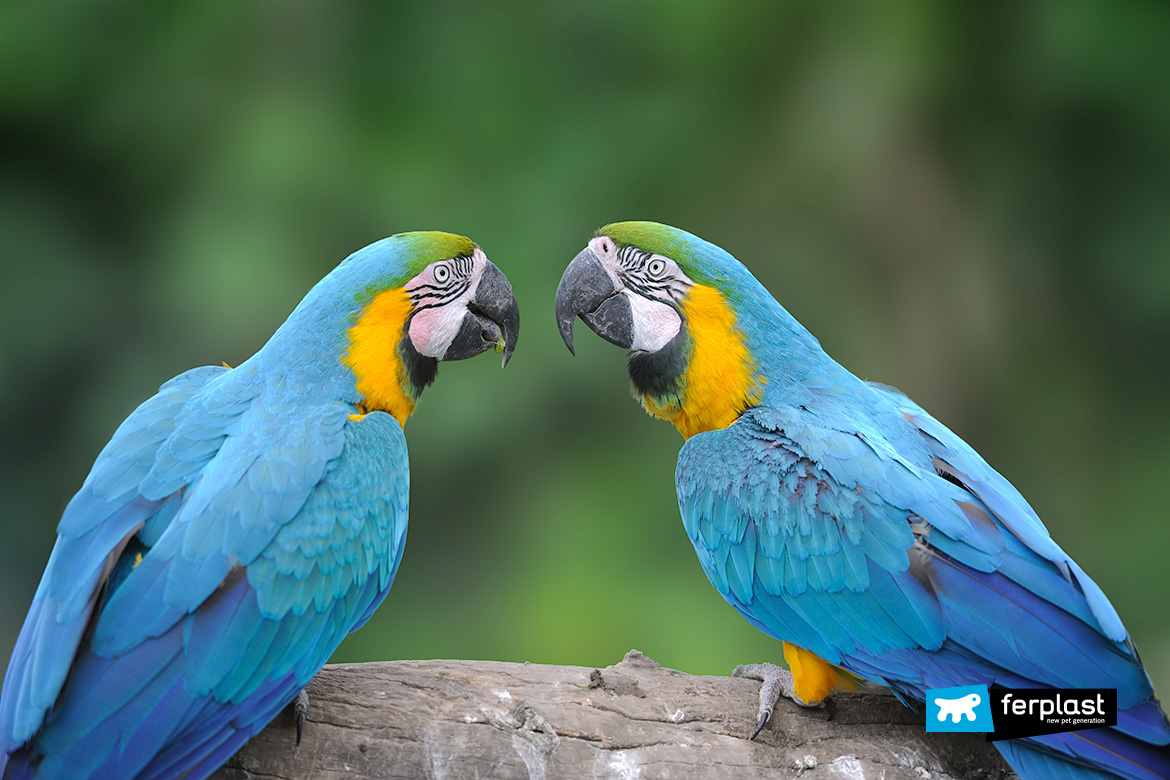 WHY DO PARROTS SPEAK? | atelier-yuwa.ciao.jp