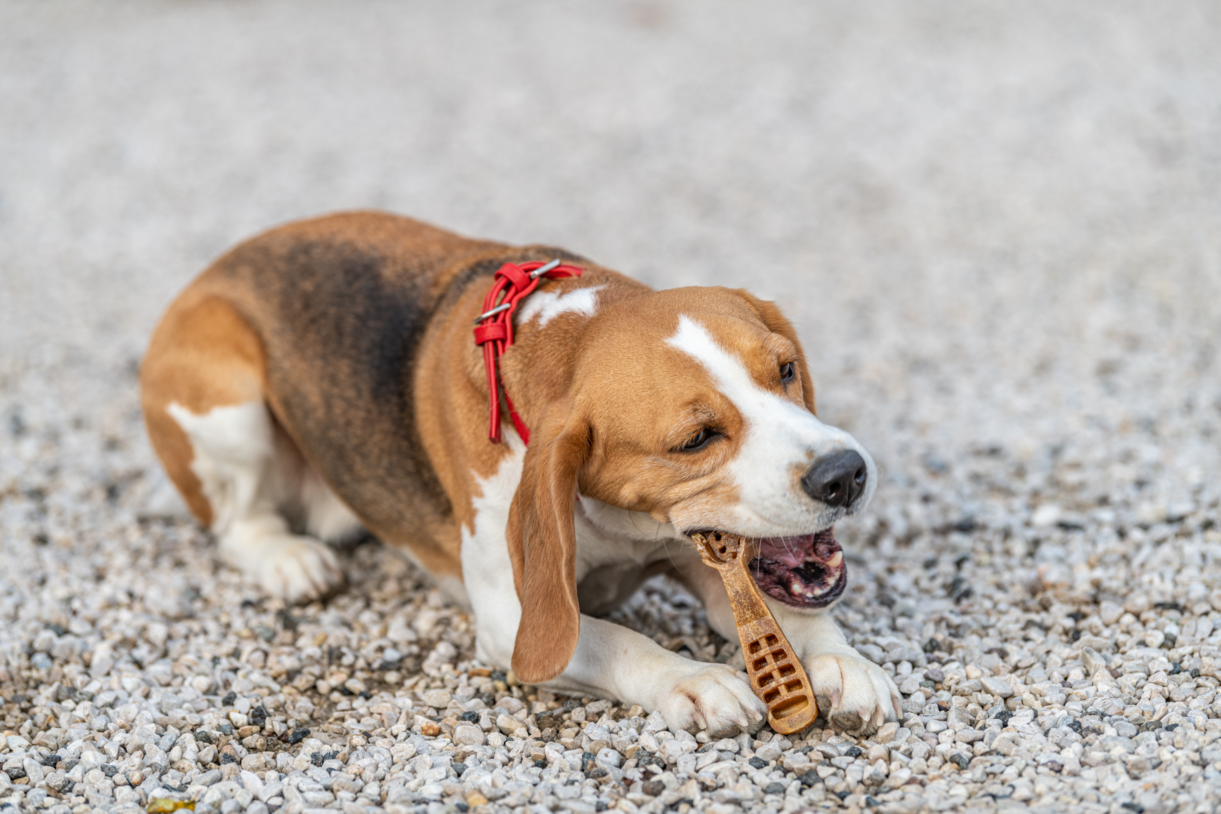 Ferplast ossa ai cani Beagle