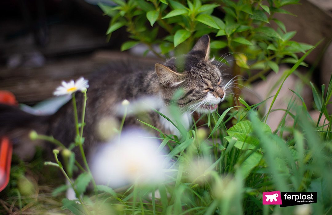 Ferplast gatto allergia in primavera sintomi