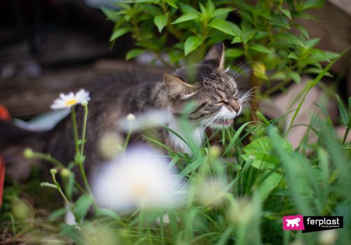 Ferplast gatto allergia in primavera sintomi