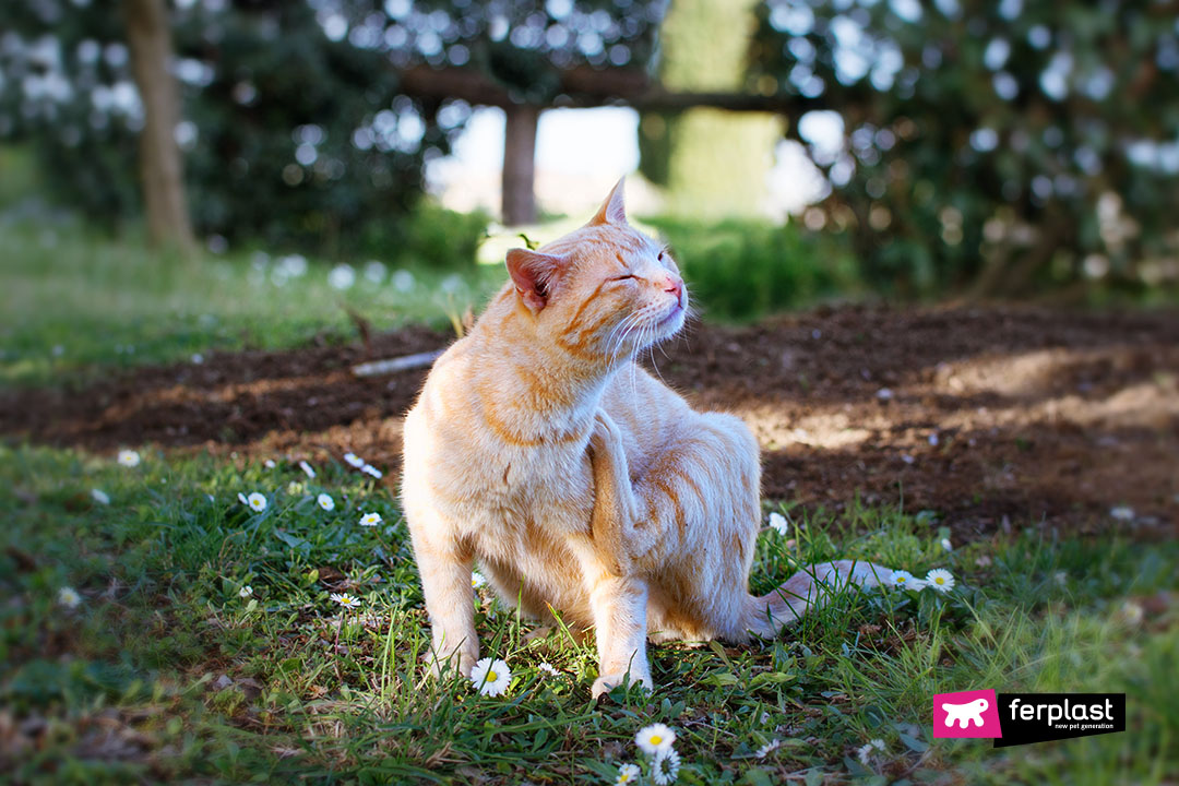 Ferplast allergia gatto prurito primavera