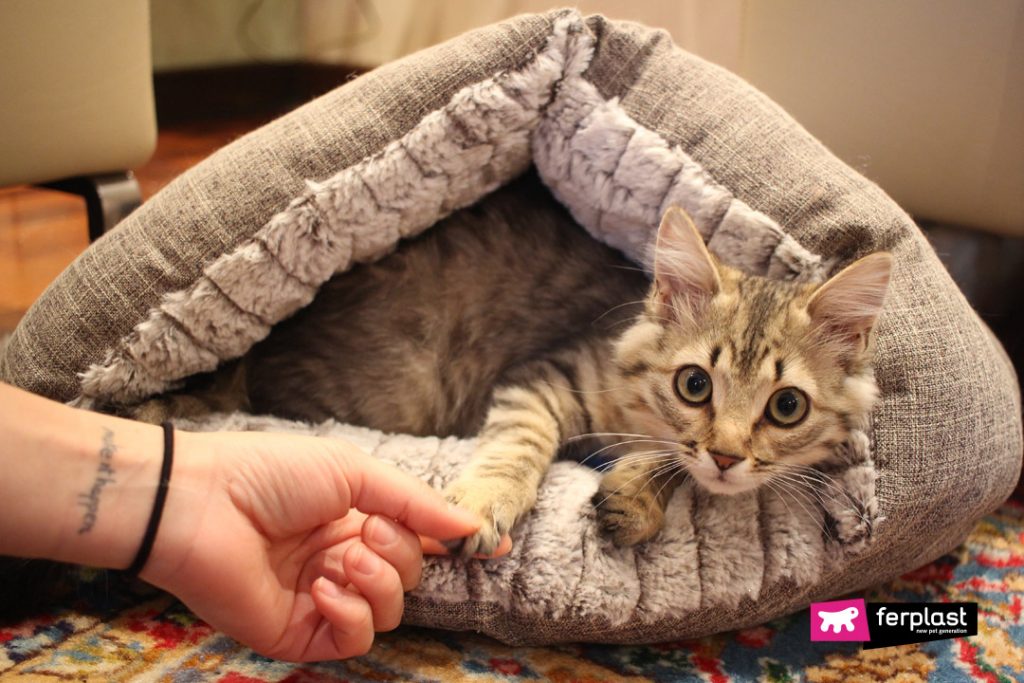 WHY DO CATS HIDE UNDER THE COVERS?