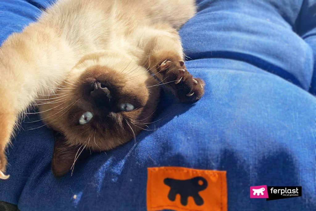 HOW TO CLEAN YOUR CAT'S PAWS