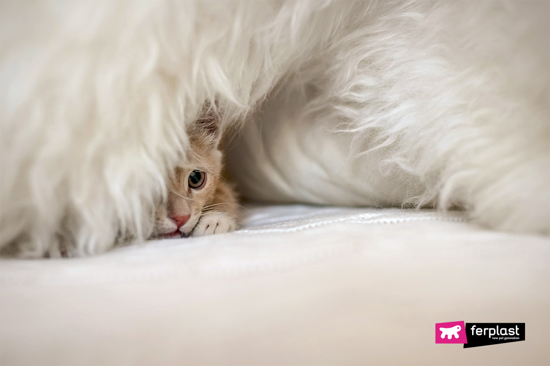 Ferplast gatto impaurito si nasconde sotto le coperte
