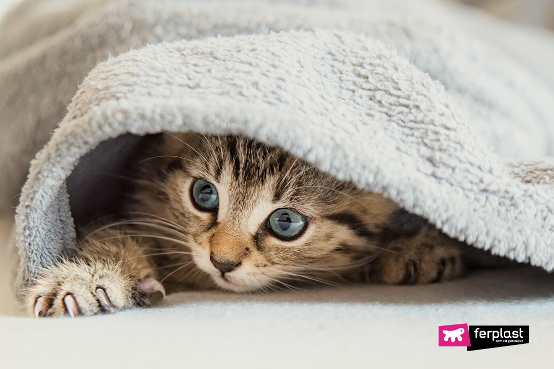 Ferplast gatto si nasconde sotto le coperte per giocare