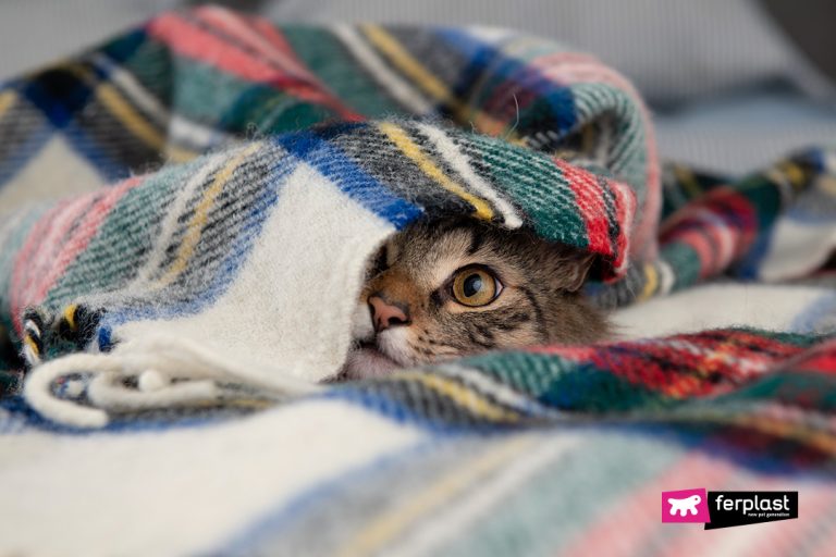 WHY DO CATS HIDE UNDER THE COVERS?