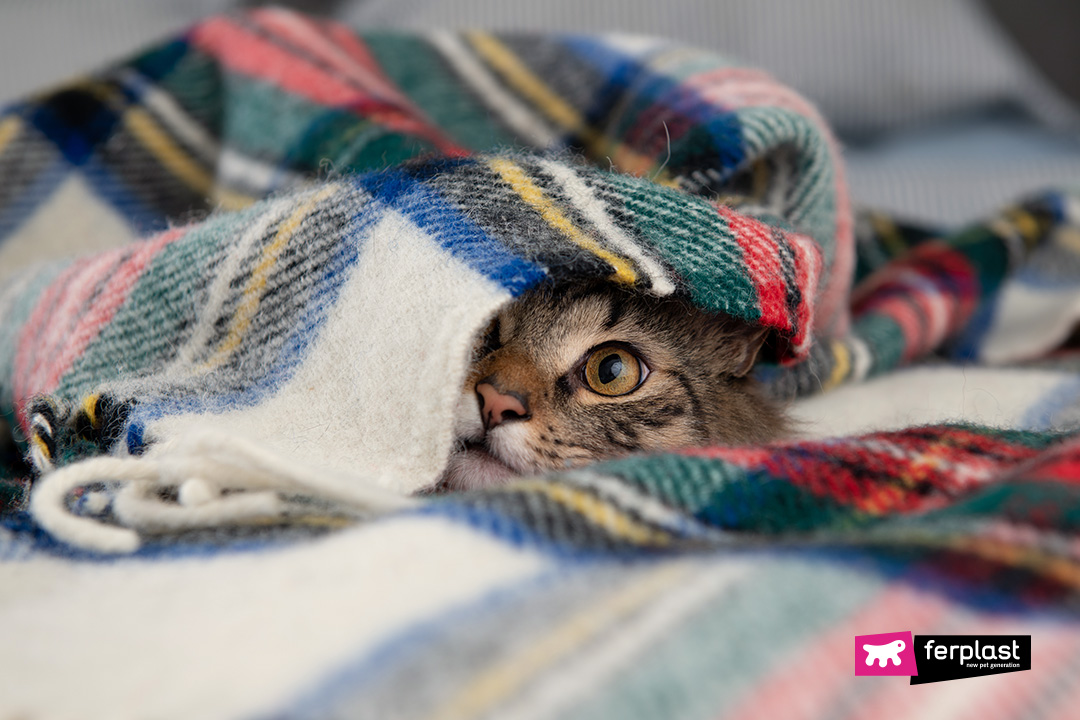 Ferplast gatto sotto le coperte