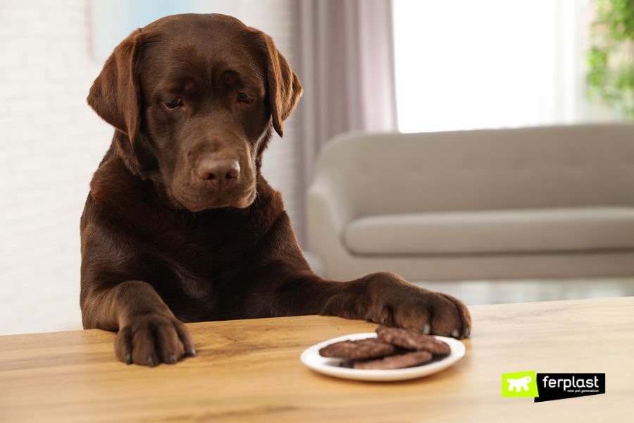 WHY CAN'T DOGS EAT CHOCOLATE?