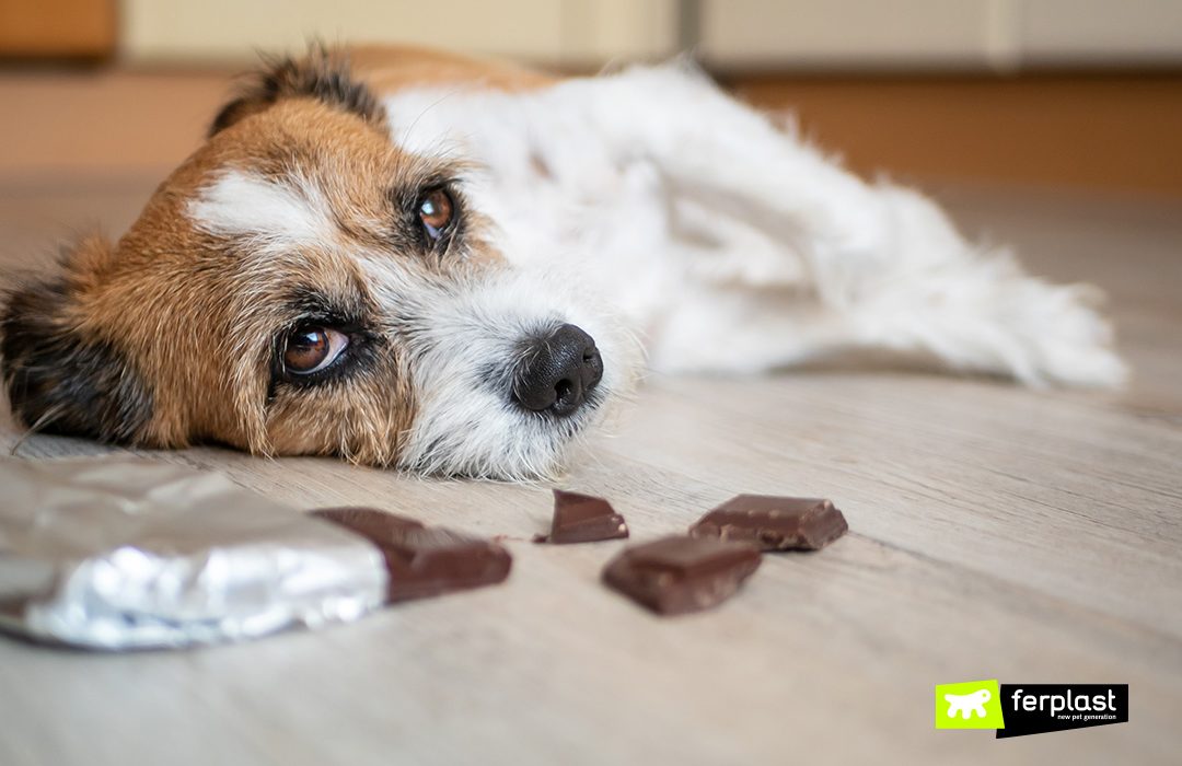 Ferplast cani non possono mangiare cioccolato