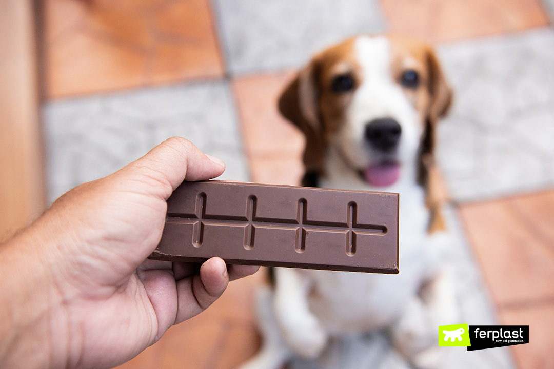 Ferplast cani non possono mangiare il cioccolato