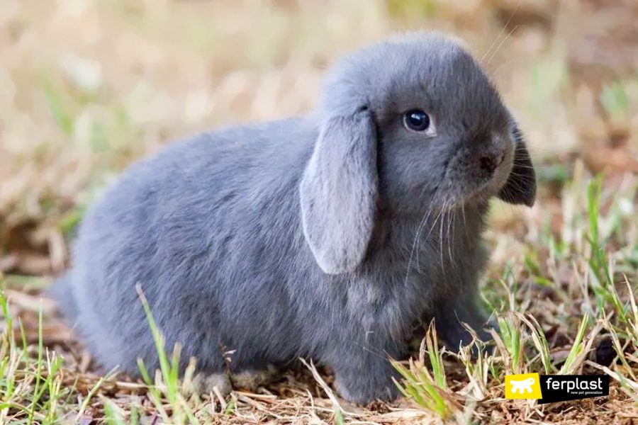 DWARF RABBIT EVERYTHING YOU NEED TO KNOW ABOUT HIM