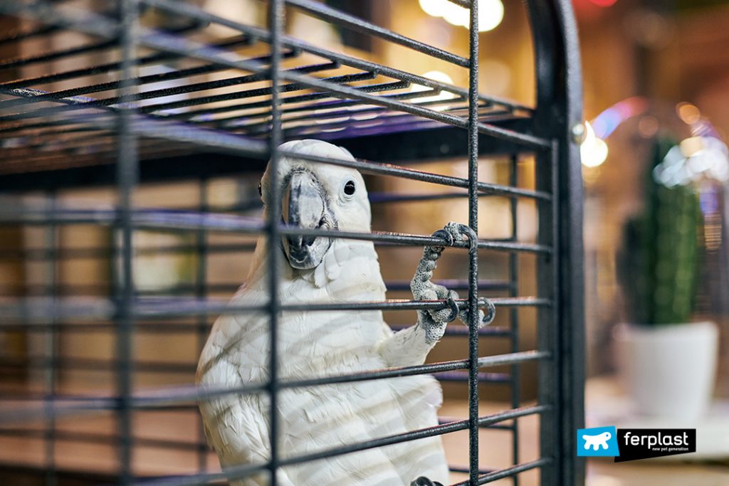 DEPRESSION IN PARROTS IS IT POSSIBLE?