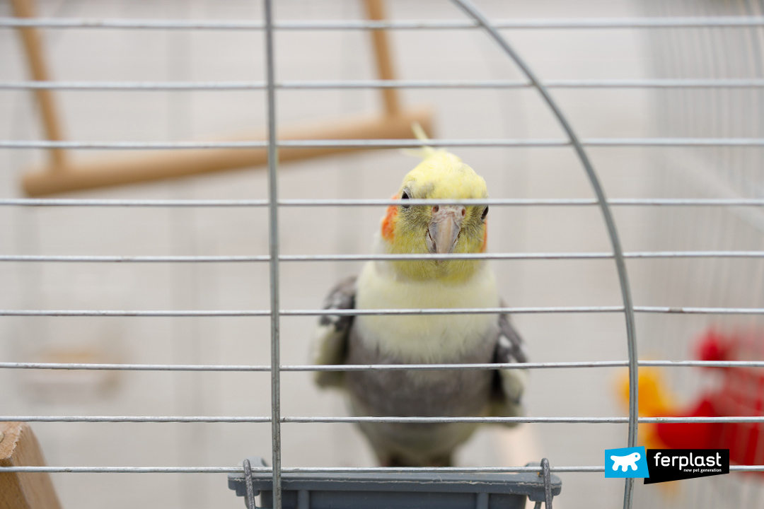 Depressione pappagallo giallo gabbia