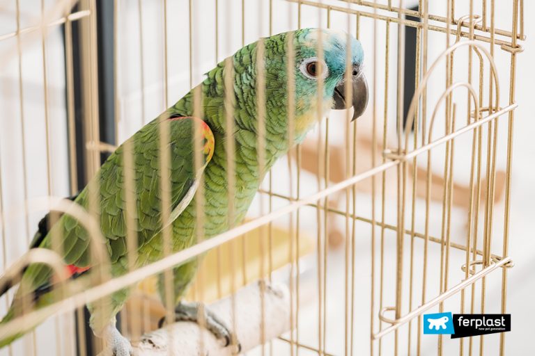 DEPRESSION IN PARROTS IS IT POSSIBLE?