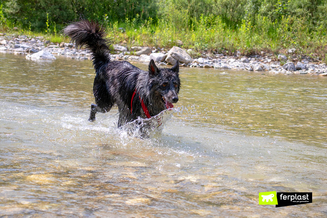 Ferplast esercizio cani fiume